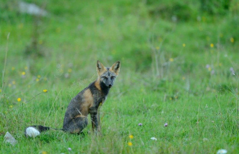 7 especies de zorros asombrosos19