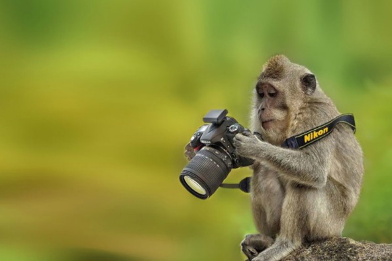 Animales fotografos 10