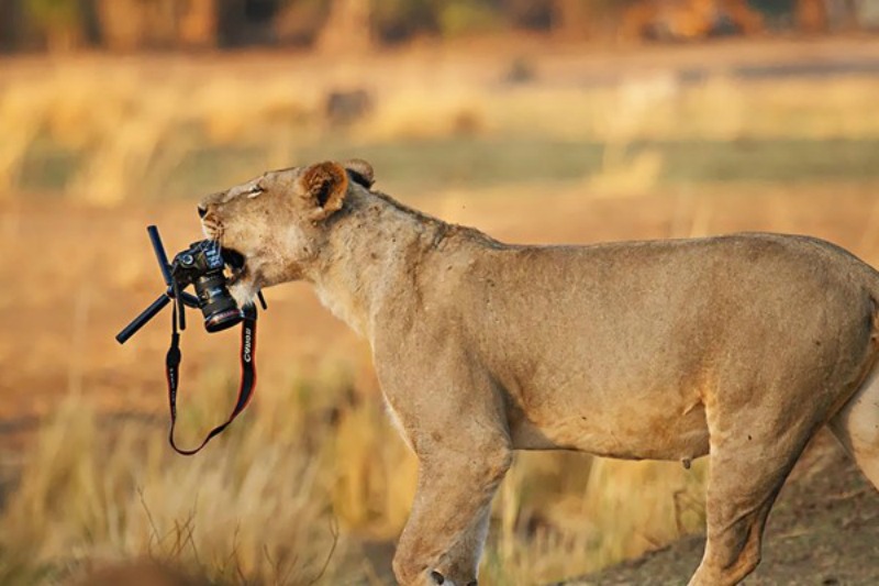 Animales fotografos 12