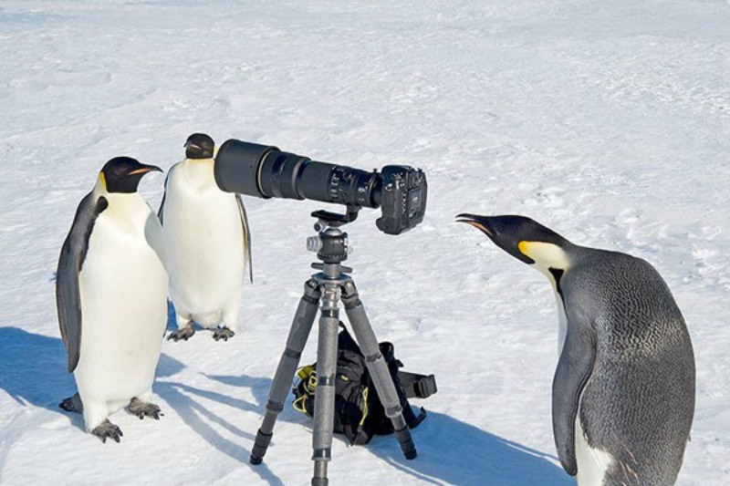 Animales fotografos 17