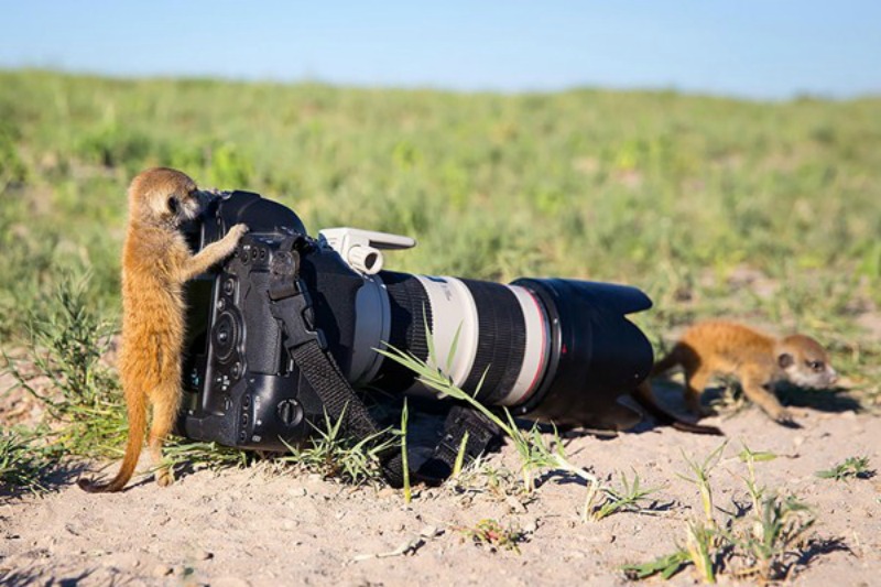 Animales fotografos 18