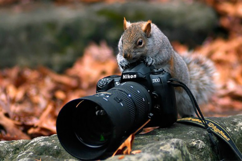 Animales fotografos 19