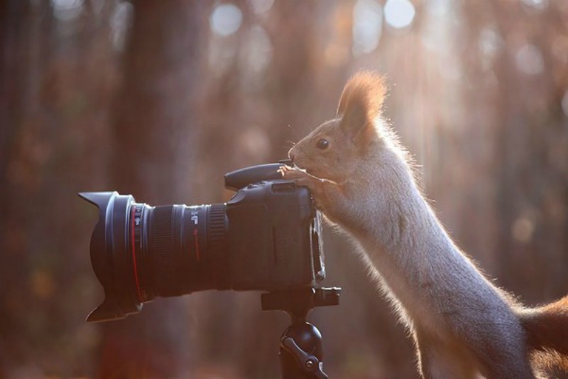 Animales fotografos 2