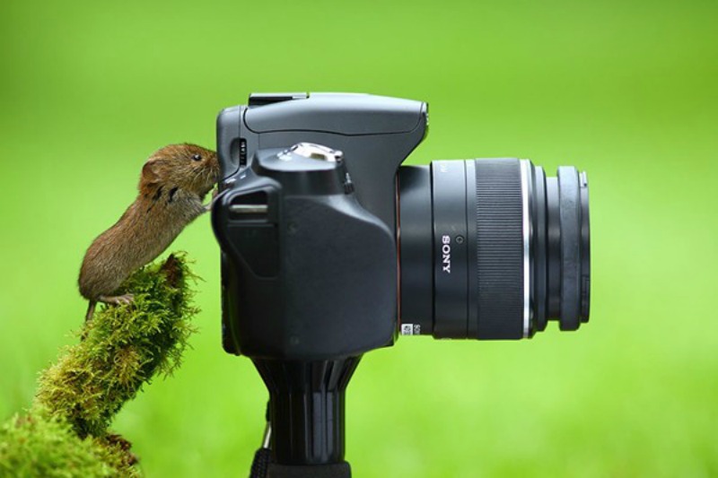 Animales fotografos 4