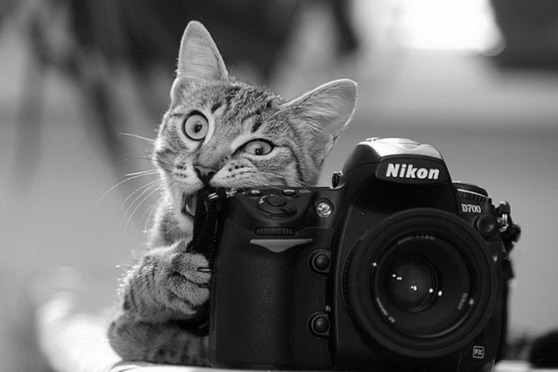 Animales fotografos 7