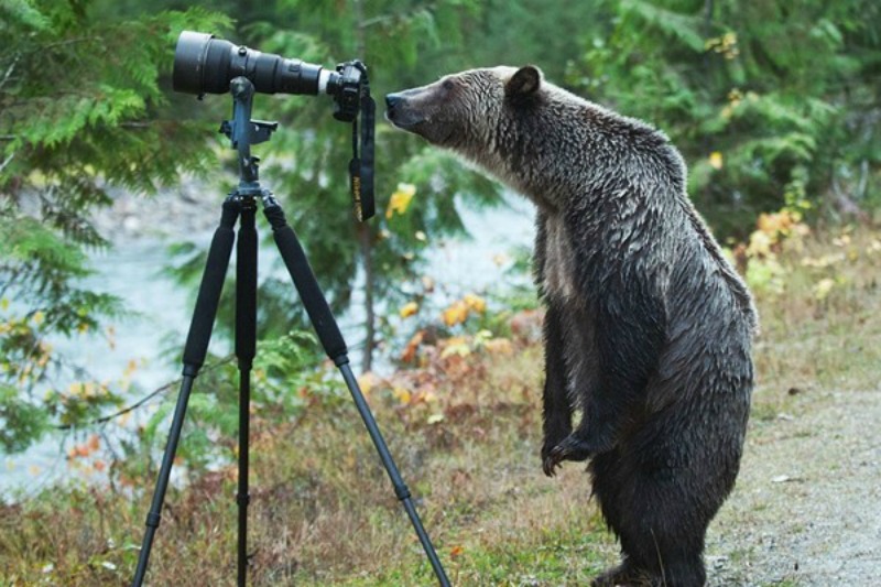 Animales fotografos 8