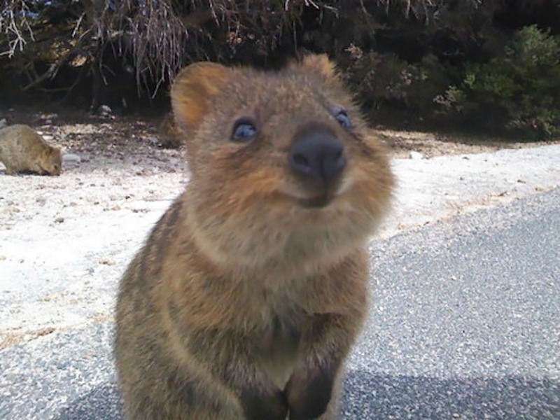 Animales sonrientes 13