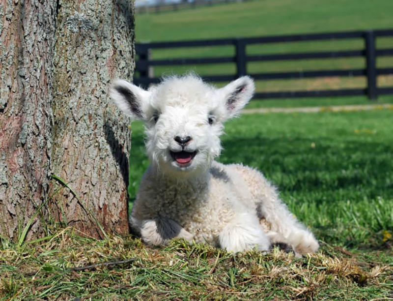 Animales sonrientes 4