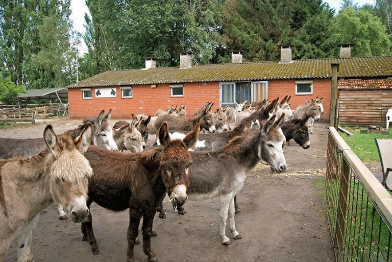 Burros y amigo muerto 1