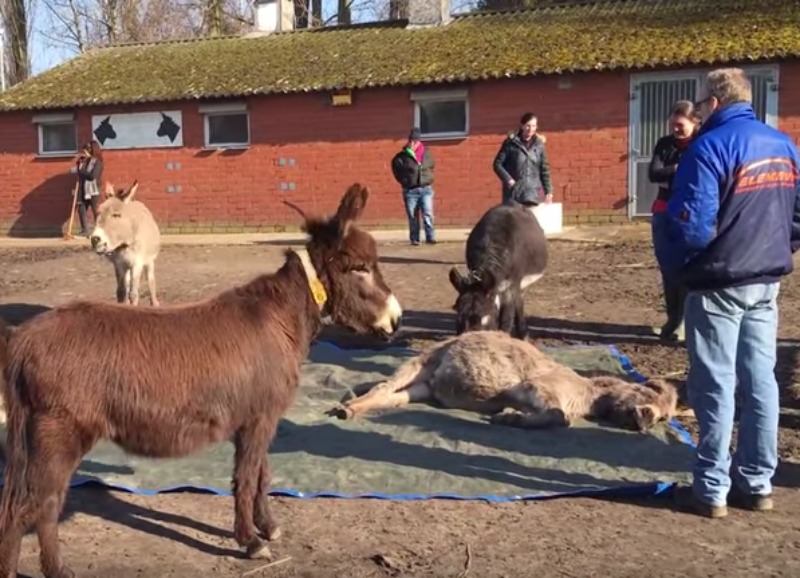 Burros y amigo muerto 2