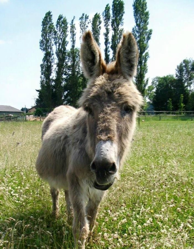 Burros y amigo muerto 4