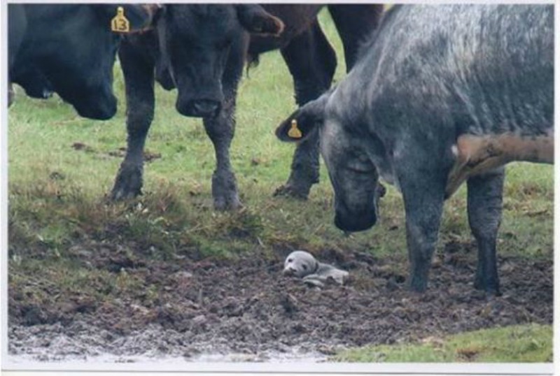 Foca rescatada por vacas 1