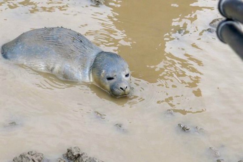 Foca rescatada por vacas 2