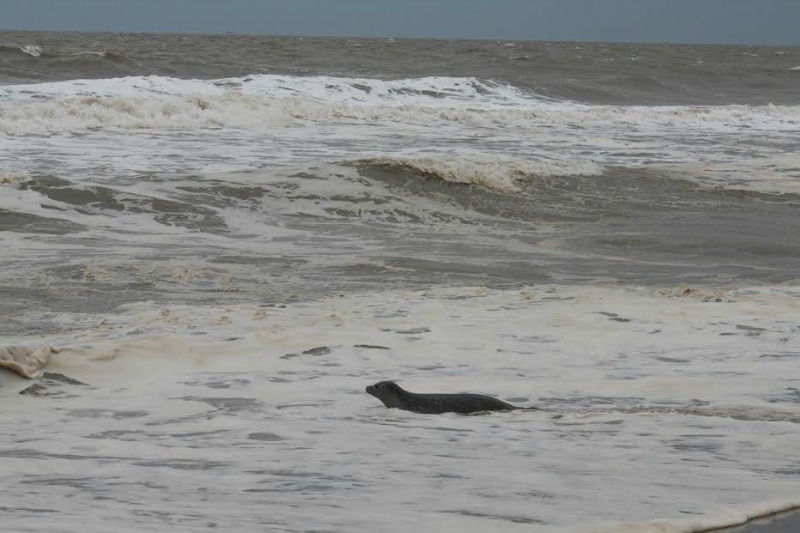 Foca rescatada por vacas 7