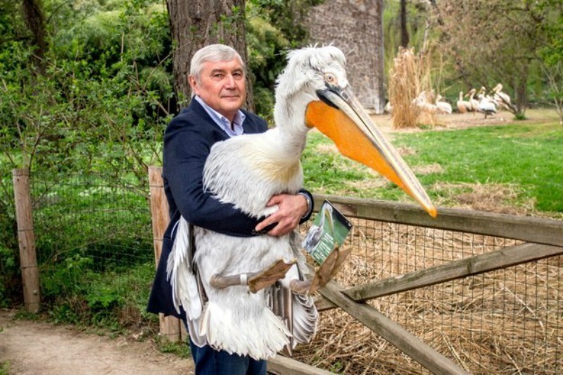 Hombre y pelicano 6