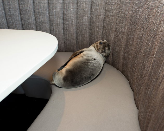 An eight-month-old female California sea lion pup is seen after being found sleeping in a booth in the dining room of the iconic Marine Room restaurant in La Jolla, California in this handout photo taken February 4, 2016. A rescue team from the SeaWorld San Diego theme park was called in to pull the barking mammal from the booth and place it in a net. The mammal was then taken to SeaWorld for care, said David Koontz, a spokesman for the tourist center. REUTERS/Mike Aguilera/SeaWorldï¿½San Diego/Handout via Reuters ATTENTION EDITORS - THIS PICTURE WAS PROVIDED BY A THIRD PARTY. REUTERS IS UNABLE TO INDEPENDENTLY VERIFY THE AUTHENTICITY, CONTENT, LOCATION OR DATE OF THIS IMAGE. THIS PICTURE IS DISTRIBUTED EXACTLY AS RECEIVED BY REUTERS, AS A SERVICE TO CLIENTS. EDITORIAL USE ONLY. NO RESALES. NO ARCHIVE. TPX IMAGES OF THE DAY