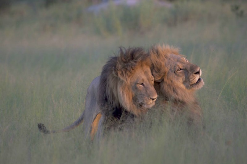 Leones en apareamiento 1