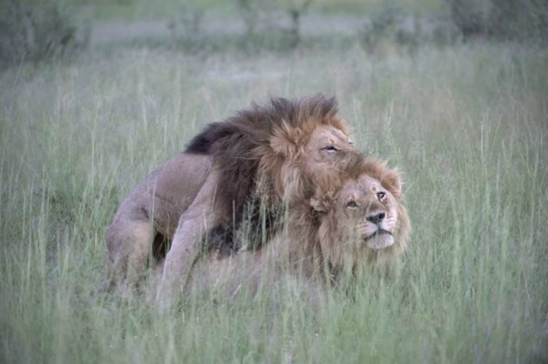 Leones en apareamiento 2