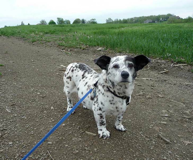 Mezclas de perros unicas 1