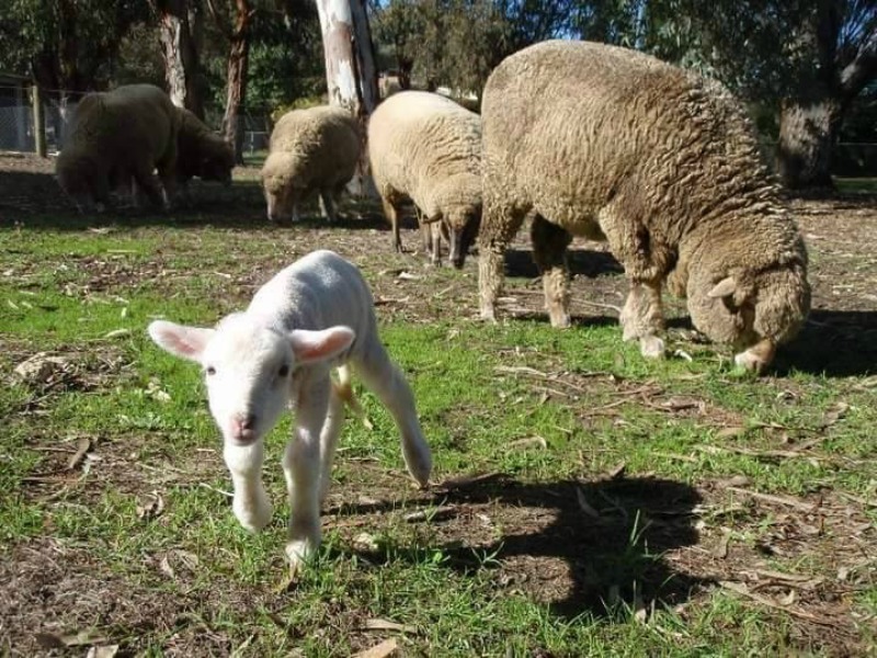 Oveja abandonada 4