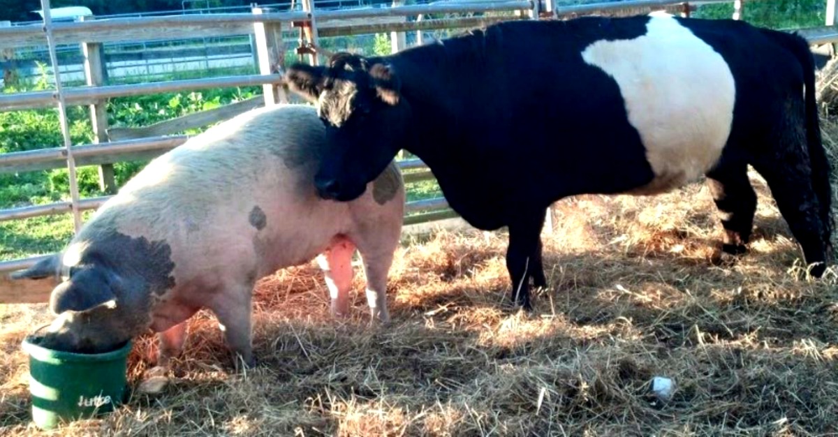 Vaca ciega y cerdo foto 2