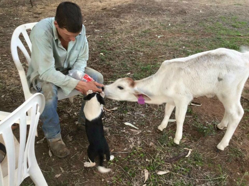 Vaca que se cree perro 11