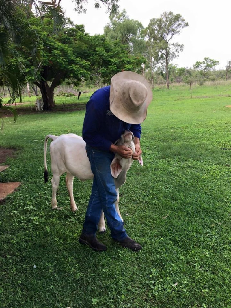 Vaca que se cree perro 12