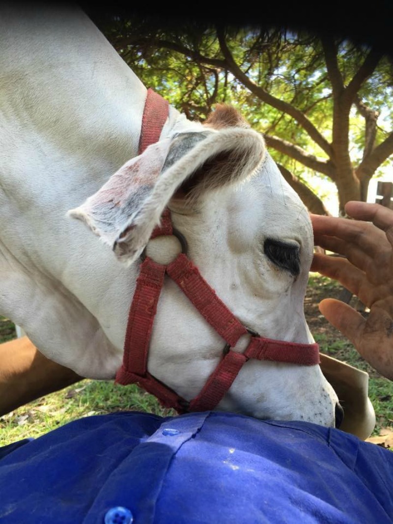 Vaca que se cree perro 8