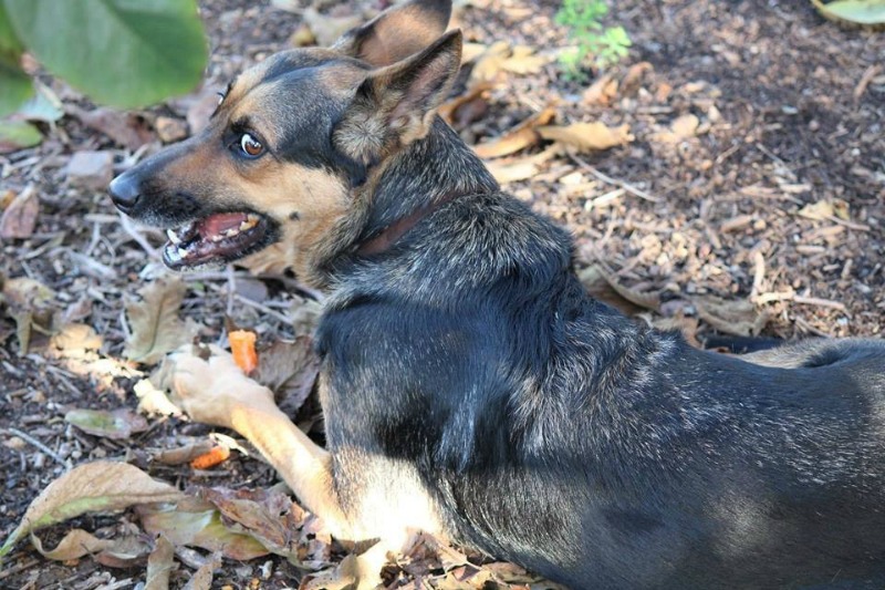 Abogado y santuario de animales 1