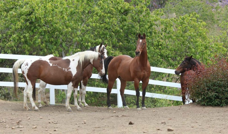 Abogado y santuario de animales 3