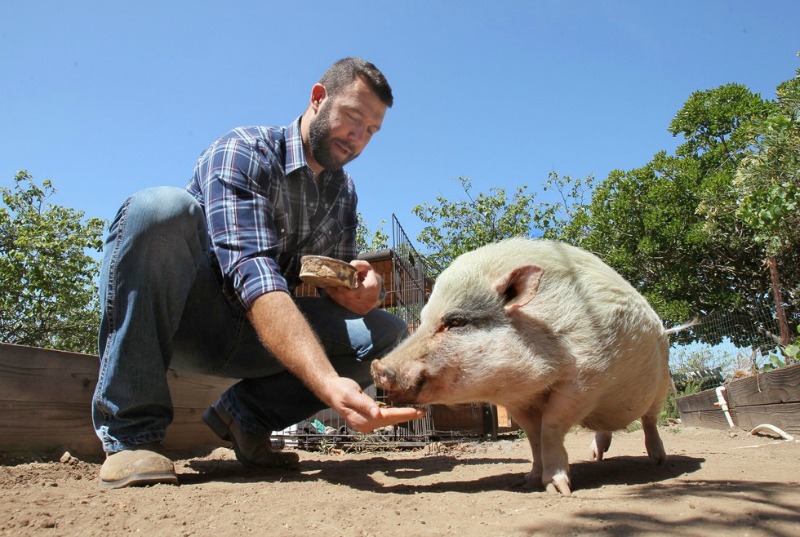 Abogado y santuario de animales 4