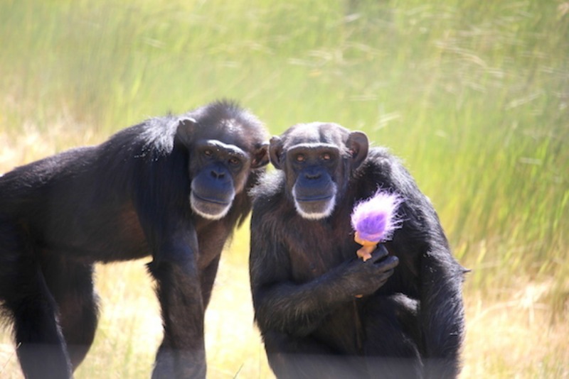 Chimpance y juguetes 2