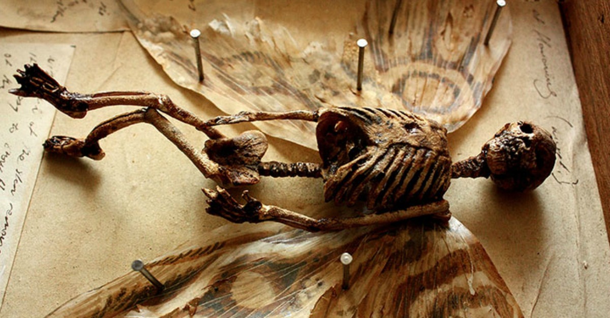 Extraño Esqueleto Encontrado En El Sótano De Vieja Casa Te Dejará