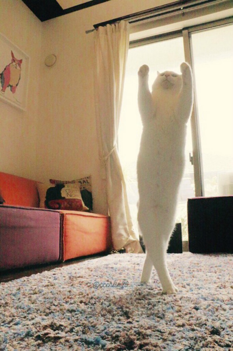 Gato baila ballet 1