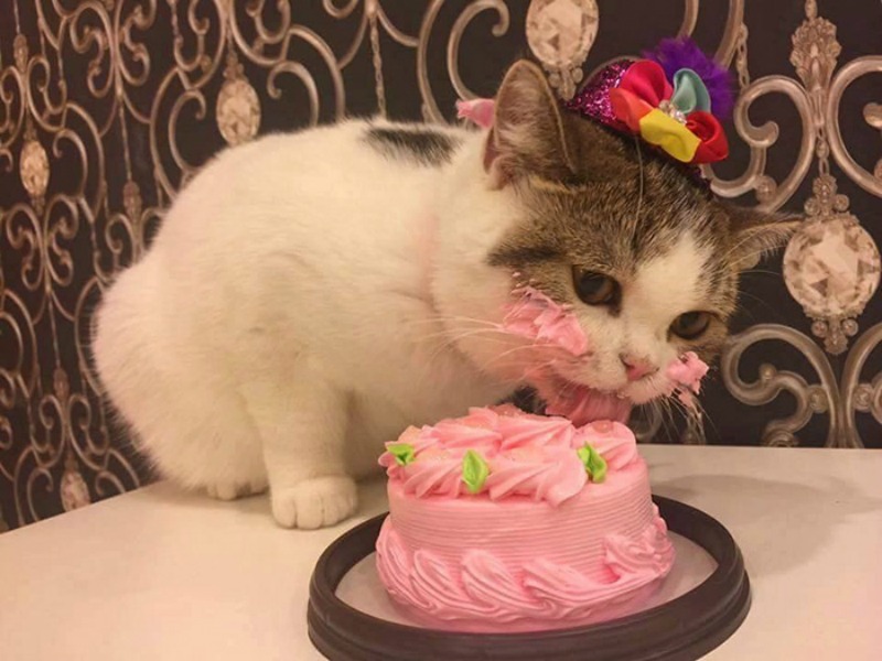 Gato de cumpleanos 1