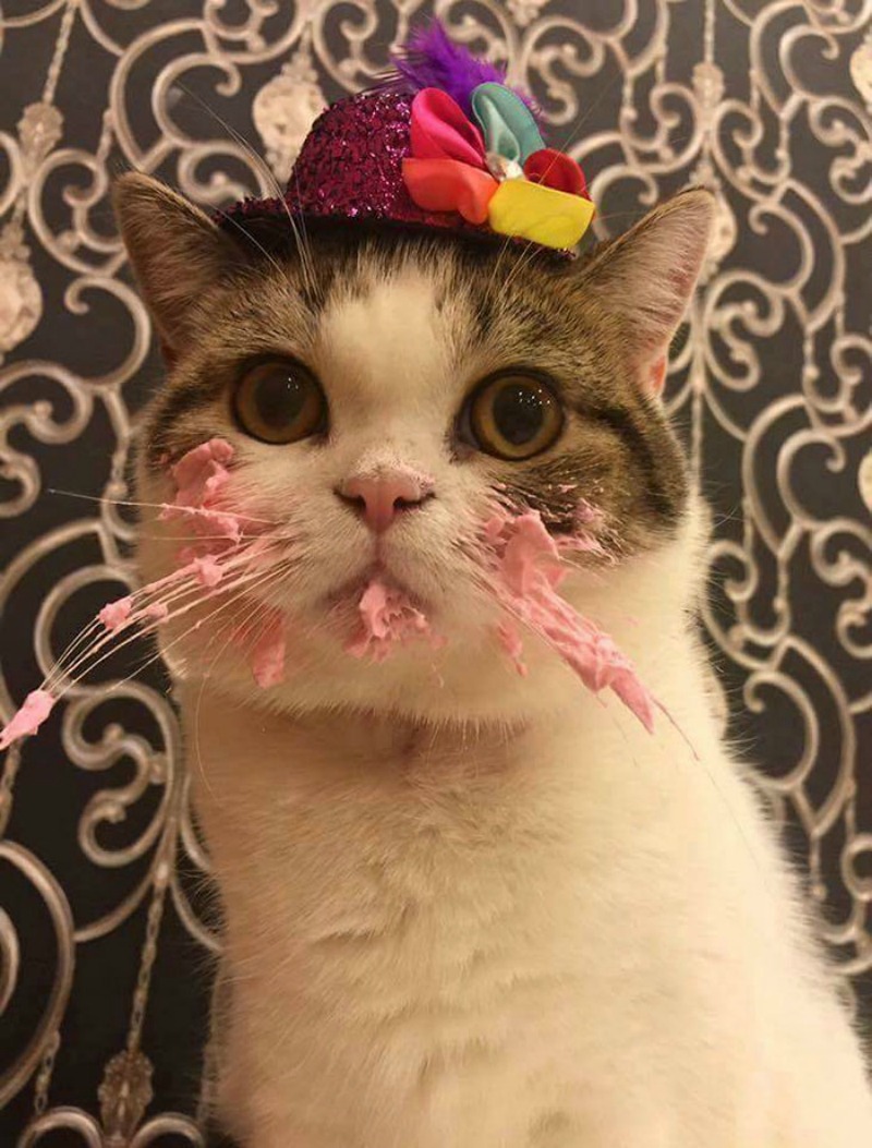 Gato de cumpleanos 4