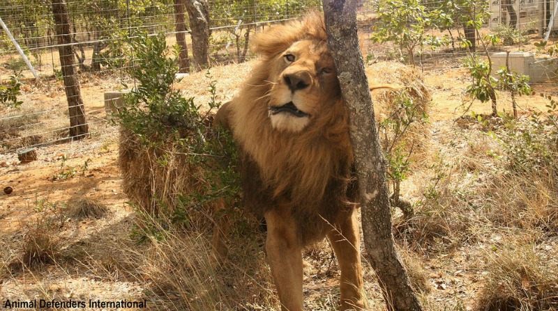 Leones de circo liberados 1