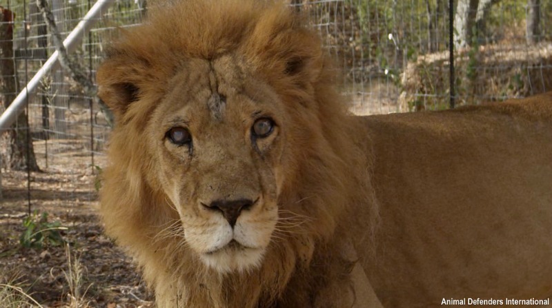 Leones de circo liberados 10