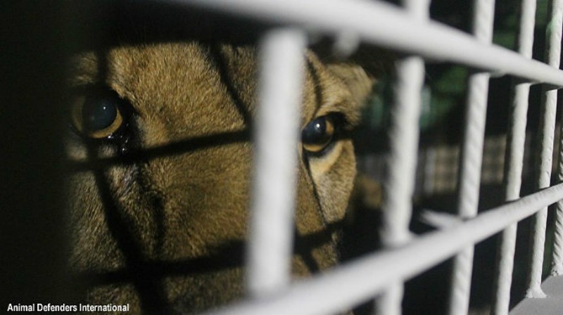 Leones de circo liberados 2