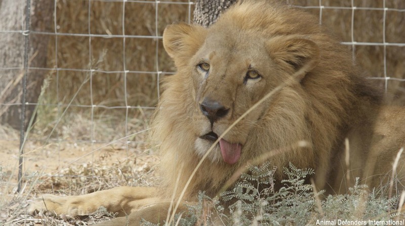 Leones de circo liberados 4