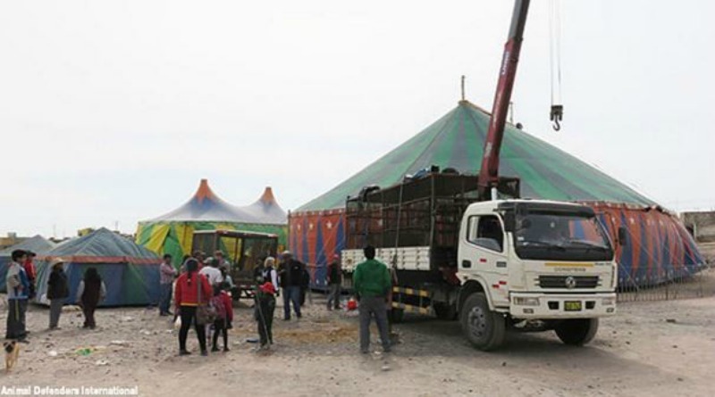 Leones de circo liberados 5