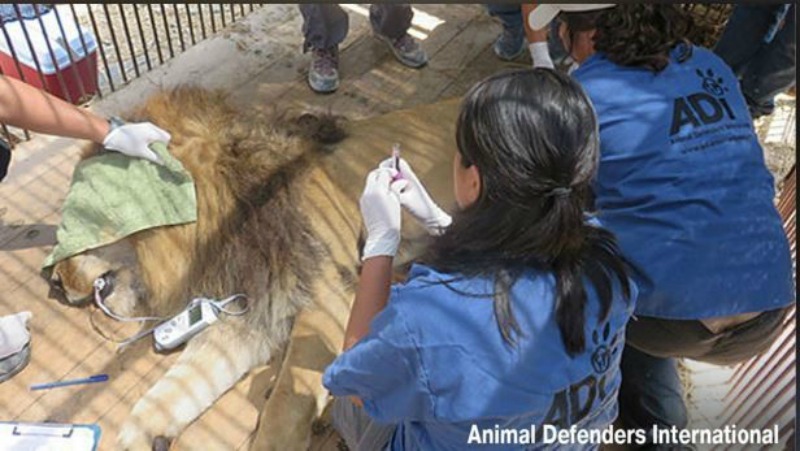 Leones de circo liberados 6