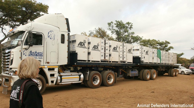 Leones de circo liberados 7