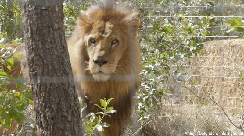 Leones de circo liberados 9