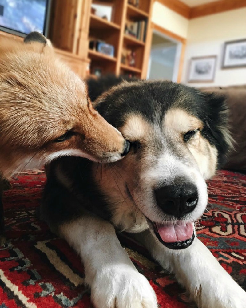 Zorro mejor amigo de un perro2