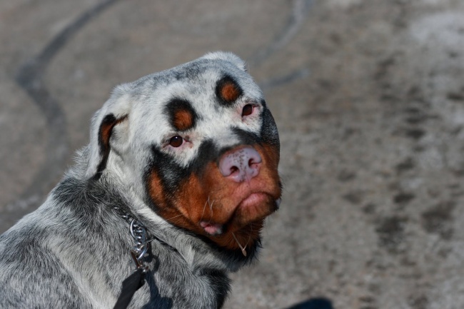 perros personalizados 12