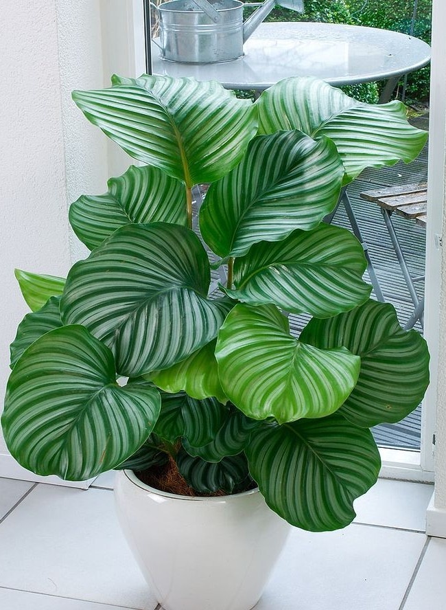 plantas sobreviven 1