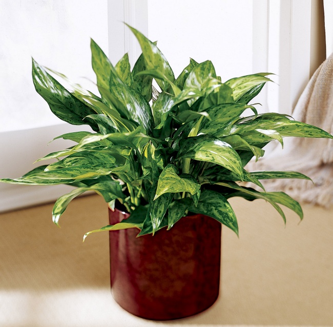 plantas sobreviven 10