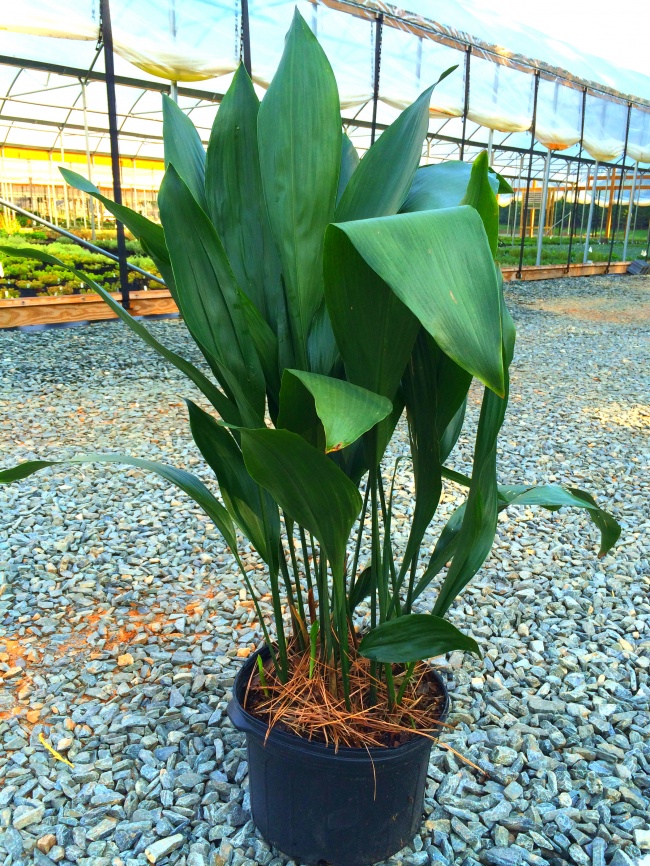 plantas sobreviven 12