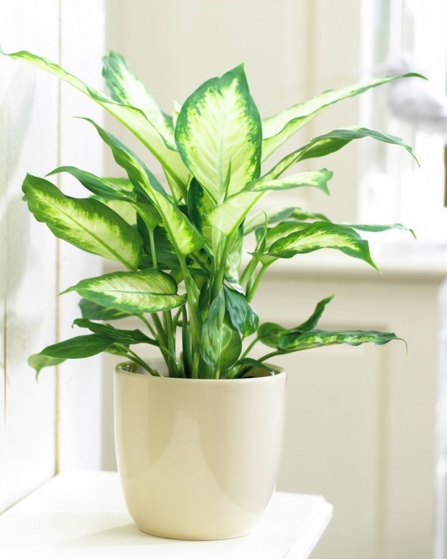 plantas sobreviven 2